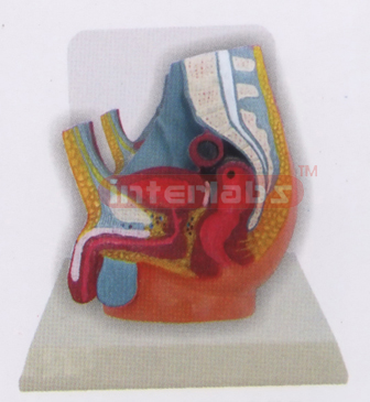 DESK-TYPE, MALE HEALTH URINARY PELVIS MODEL WITH DESCRIPTION PLATE